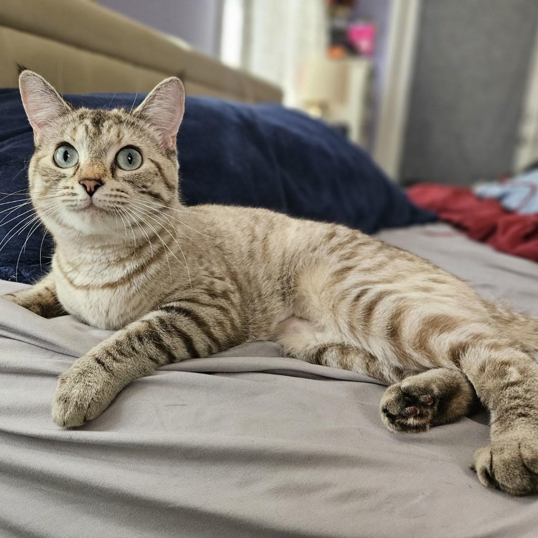 Enlarge Leah, a ADOPTABLE mixed breed in Hudsonville, MI image 1/3