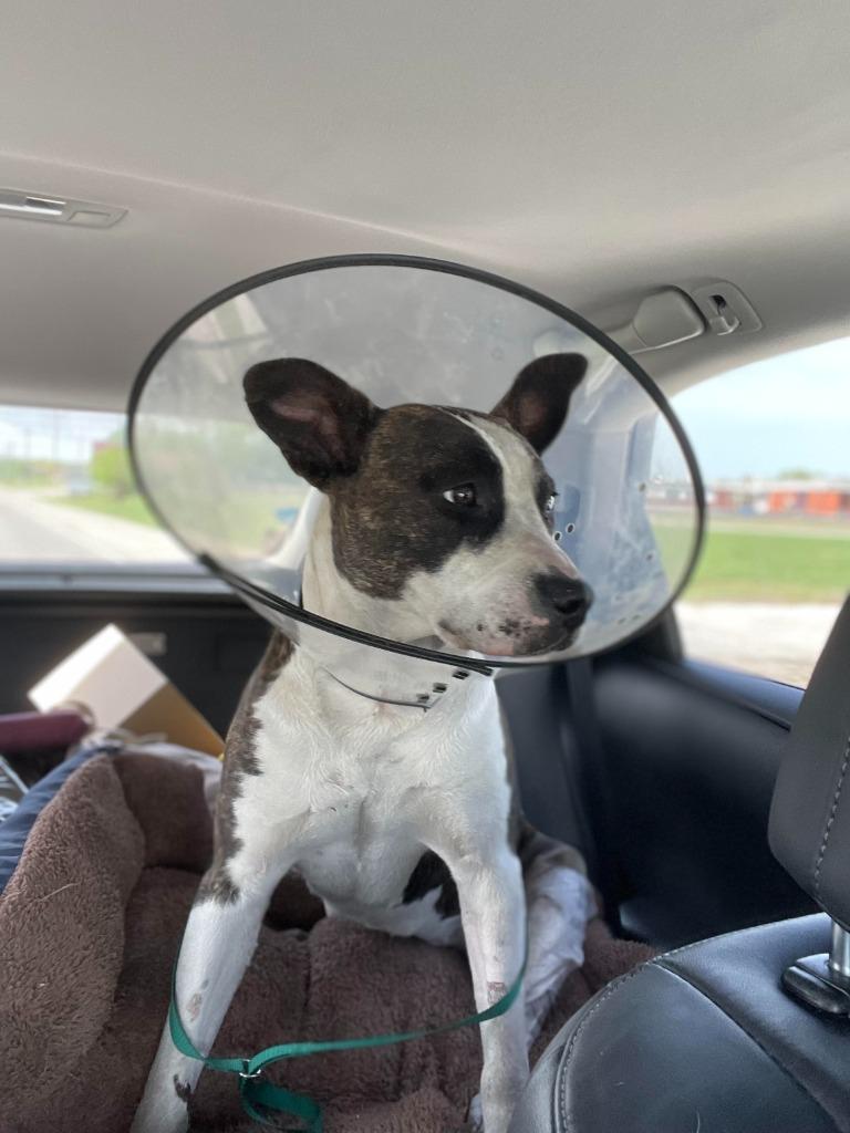 Winnie, a Adoptable mixed breed in Tulsa, OK image 1/6