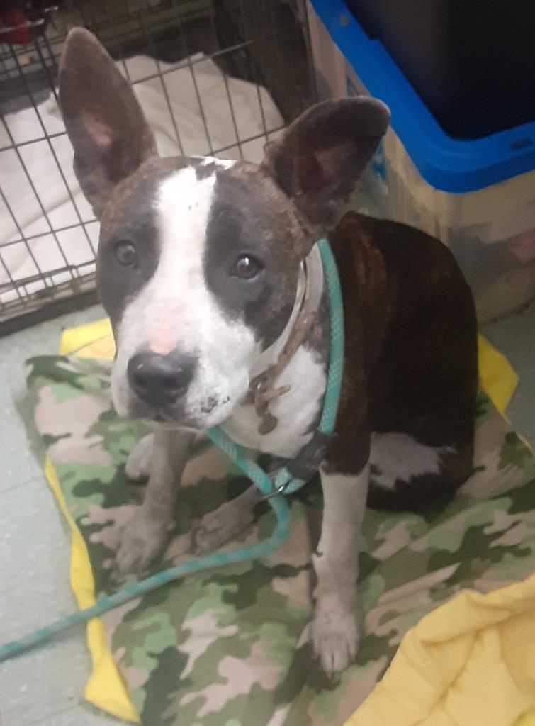 Winnie, a Adoptable mixed breed in Tulsa, OK image 2/6