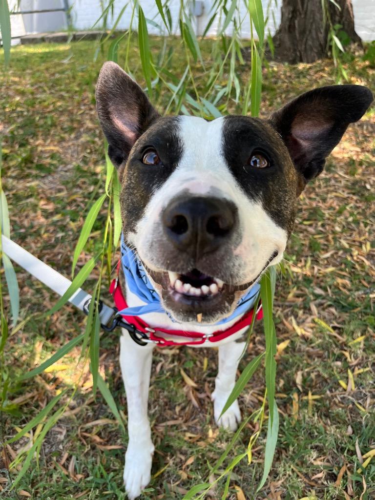 Enlarge Winnie, a Adoptable mixed breed in Tulsa, OK image 4/6
