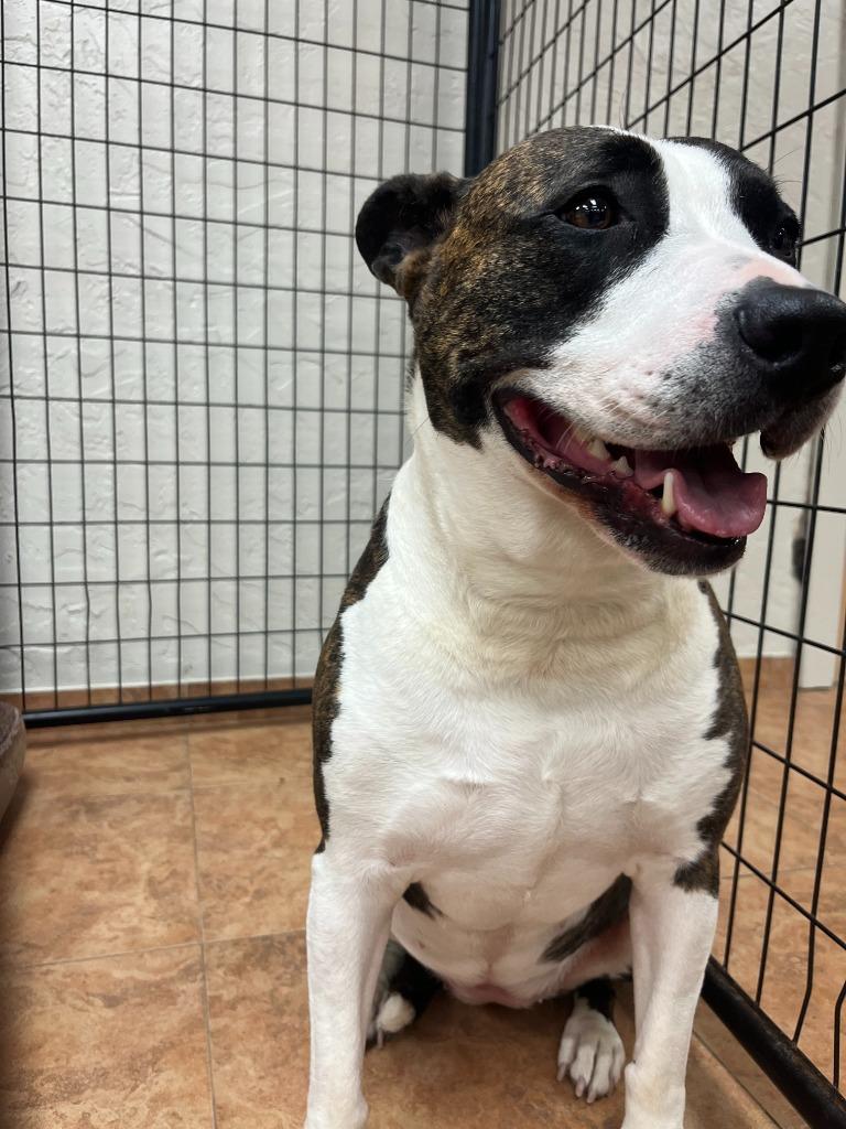 Winnie, a Adoptable mixed breed in Tulsa, OK image 5/6