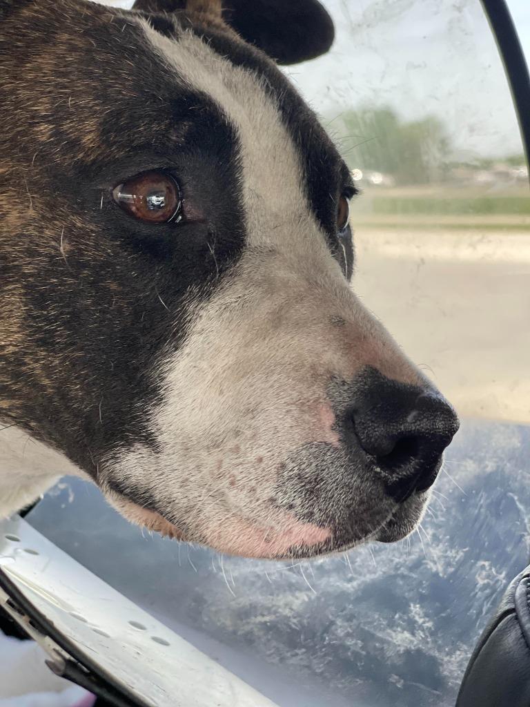 Winnie, a Adoptable mixed breed in Tulsa, OK image 6/6
