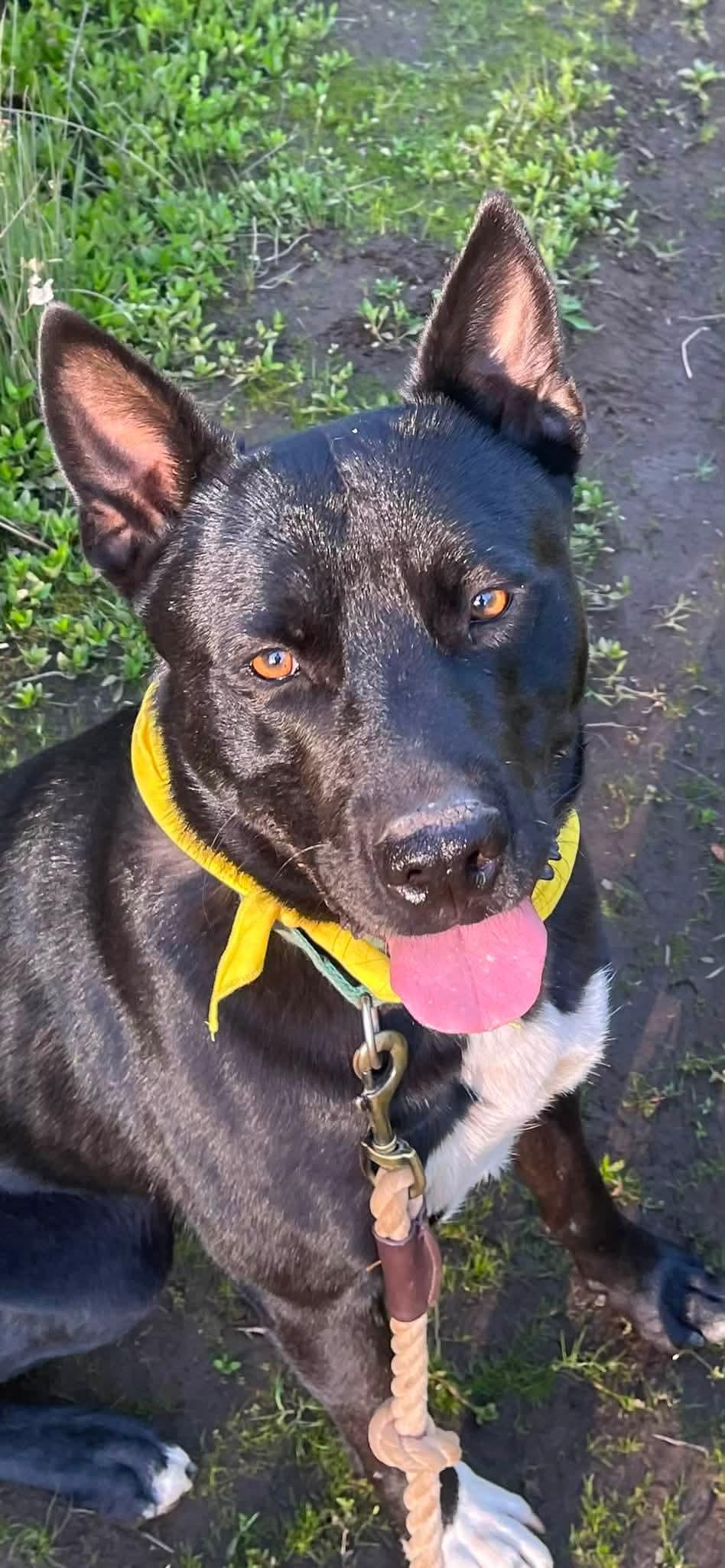Butch, Adoptable, Young Male Black Labrador Retriever.