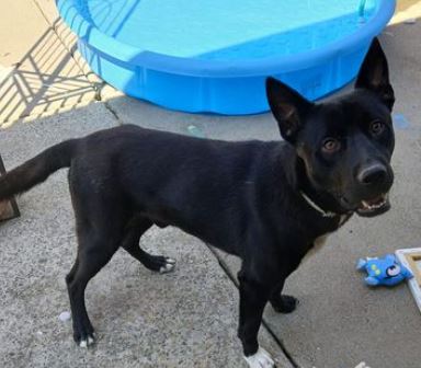 Enlarge Butch, a Adoptable mixed breed in Ione, CA image 4/5