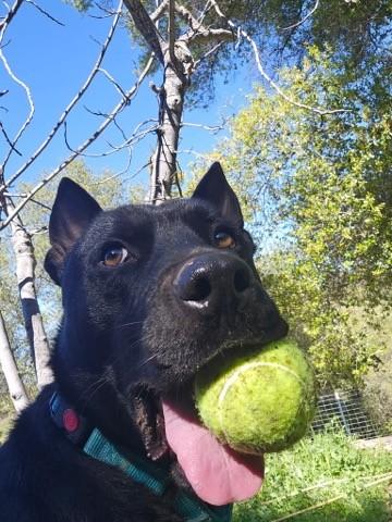 Butch, Adoptable, Young Male Black Labrador Retriever.