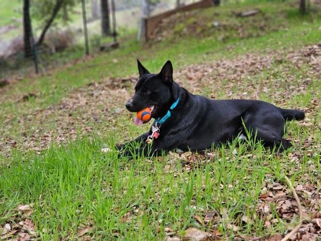 Enlarge Butch, a Adoptable mixed breed in Ione, CA image 3/5