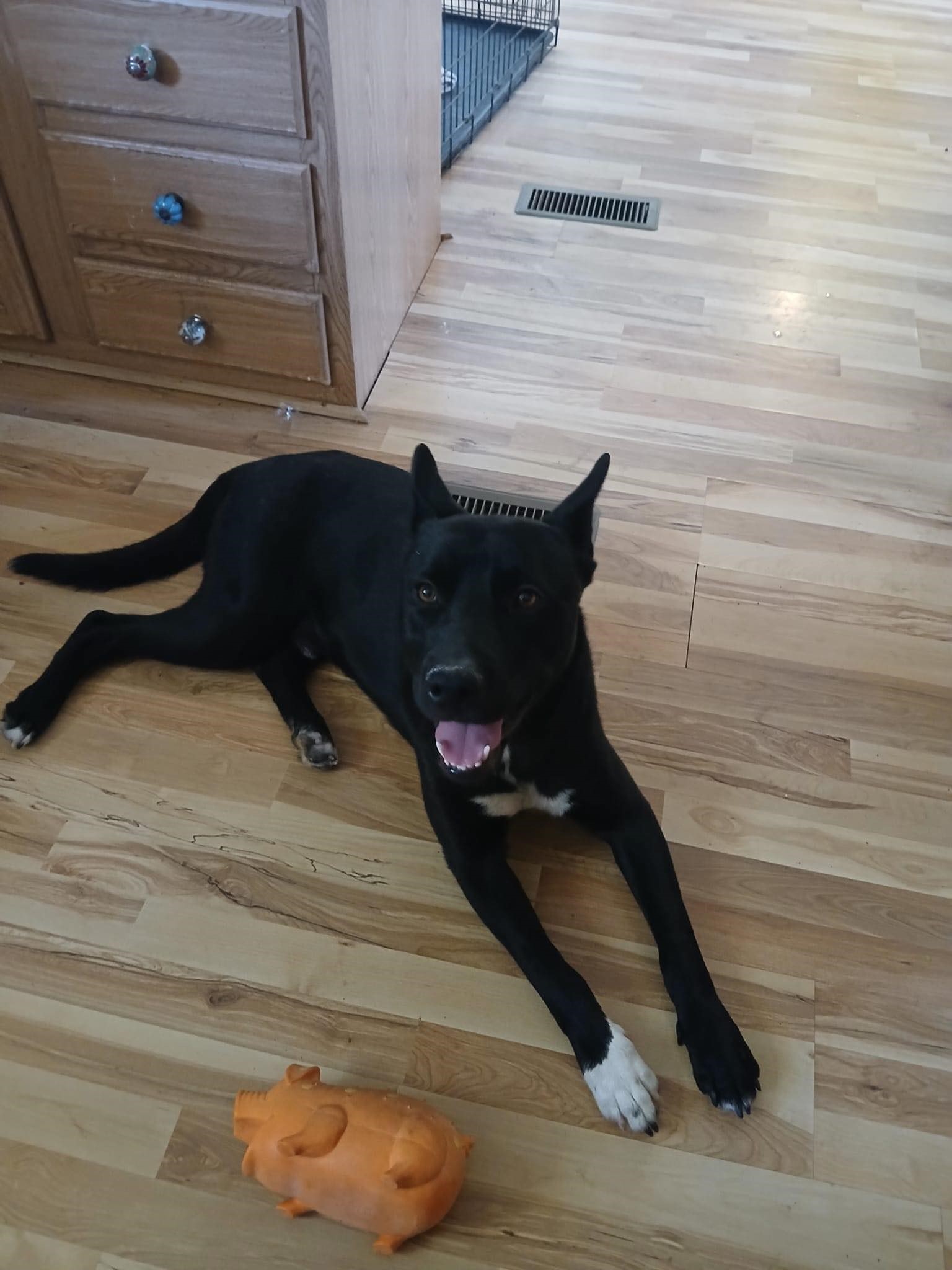 Enlarge Butch, a Adoptable mixed breed in Ione, CA image 5/5