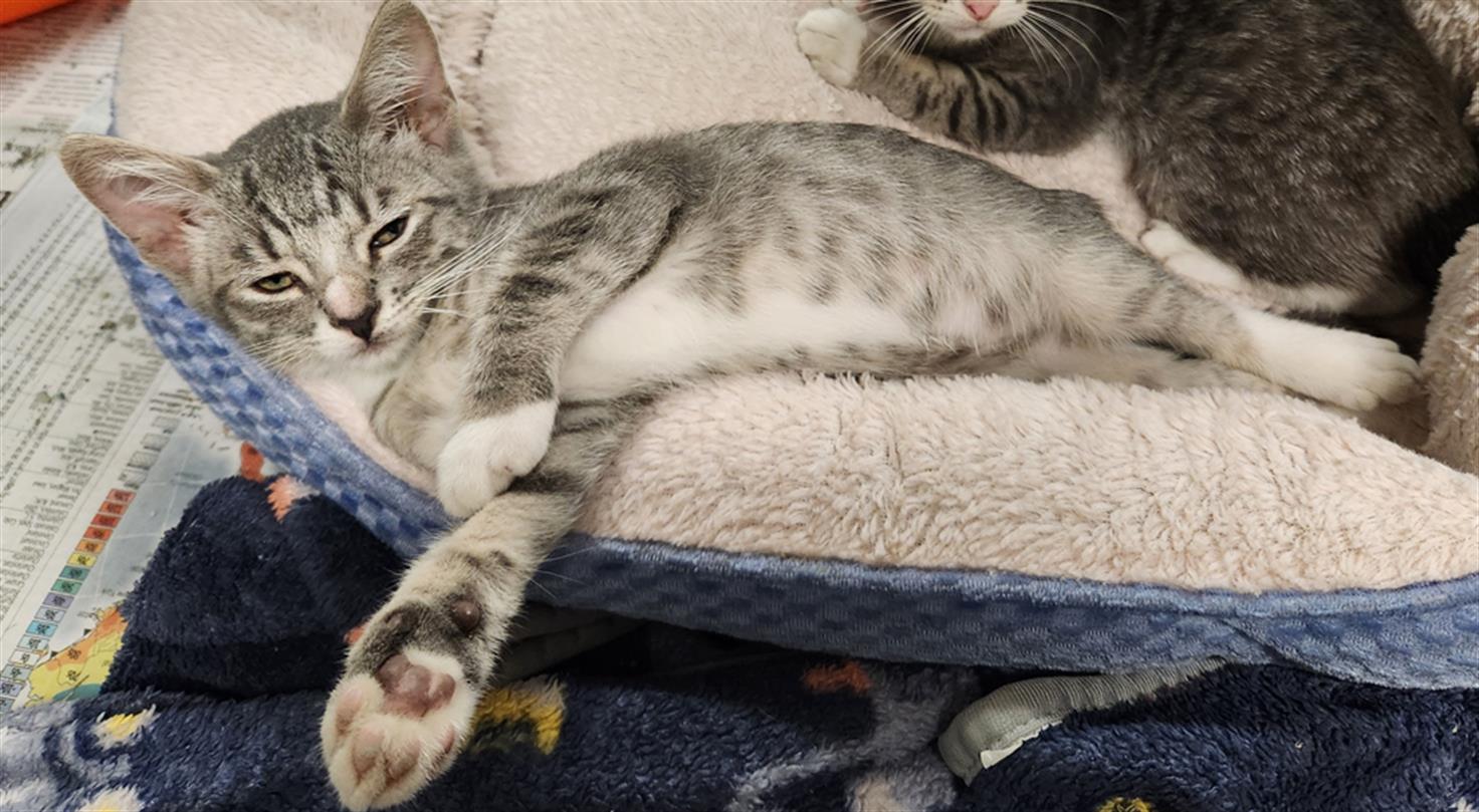 Cat for adoption Allison A205441, a Domestic Short Hair Mix in Plano