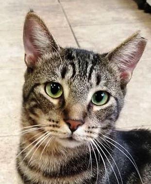Marbles, Adoptable, Adult Female American Shorthair.