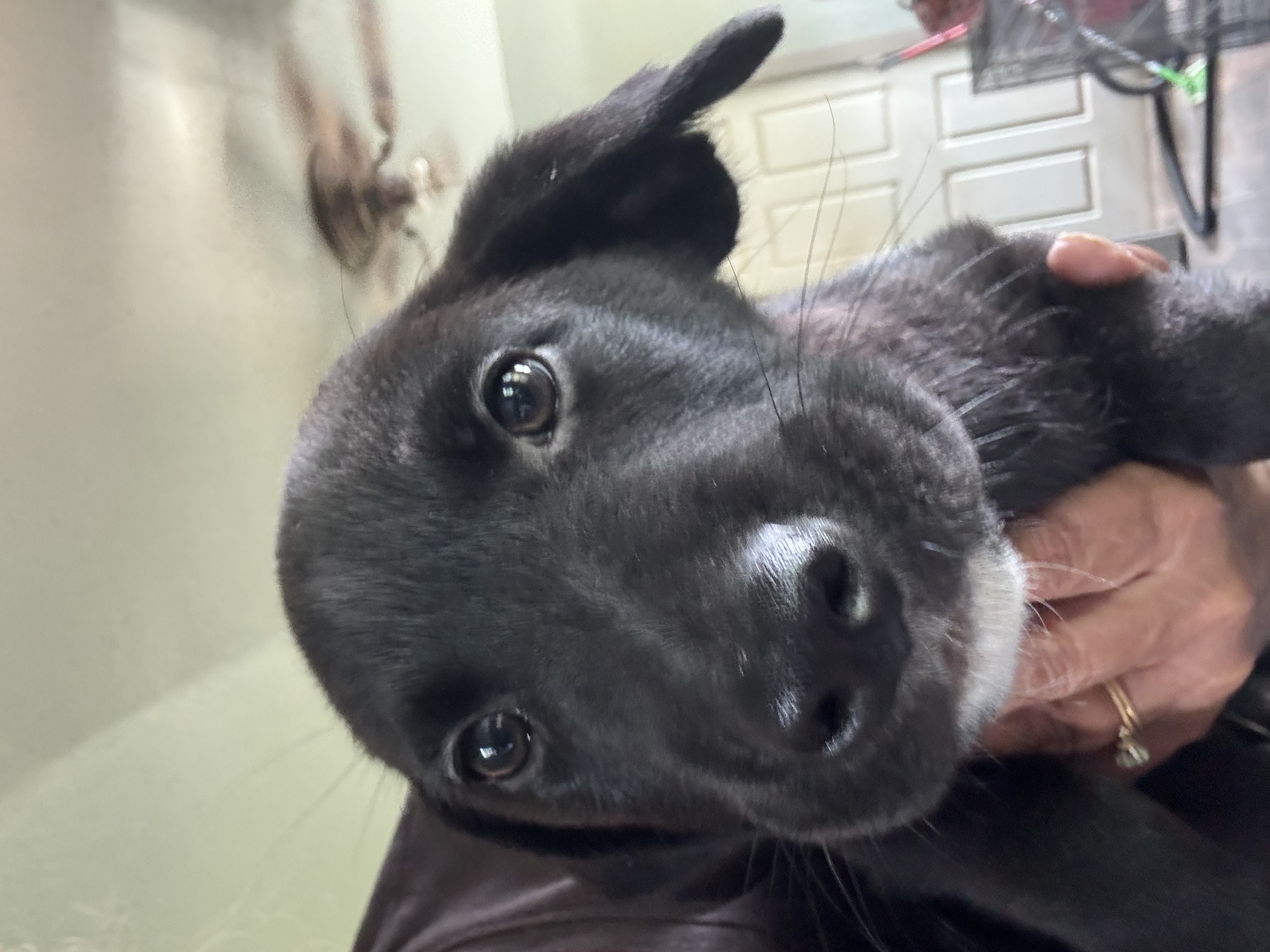Tommy, Adopted, Puppy Male Black Labrador Retriever.