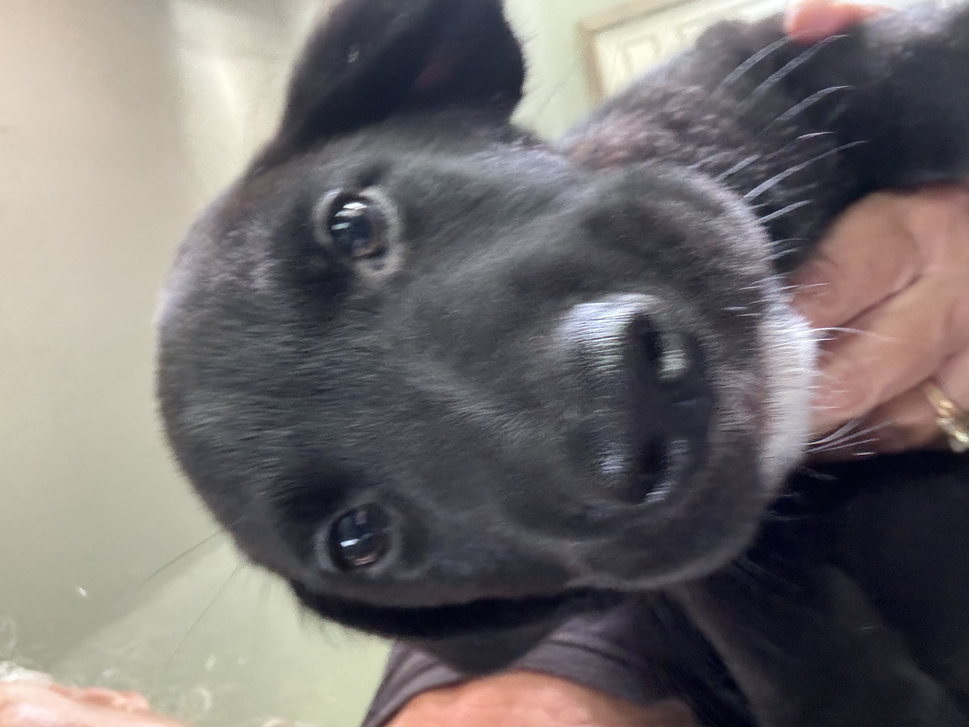 Enlarge Tommy, a Adopted Black Labrador Retriever in Fountain, CO image 2/2