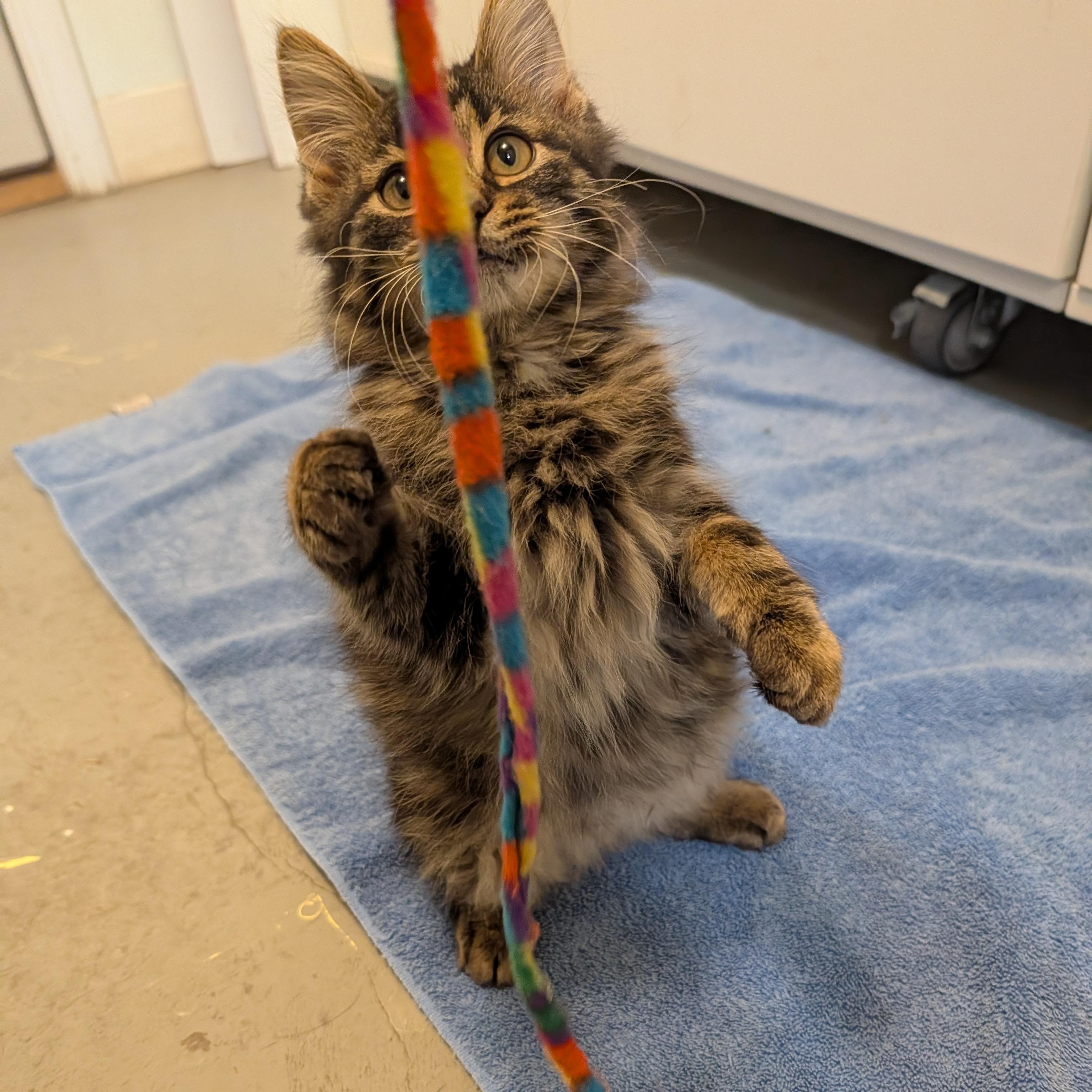 Enlarge Evan, an adopted Domestic Long Hair in Manistique, MI image 3/3