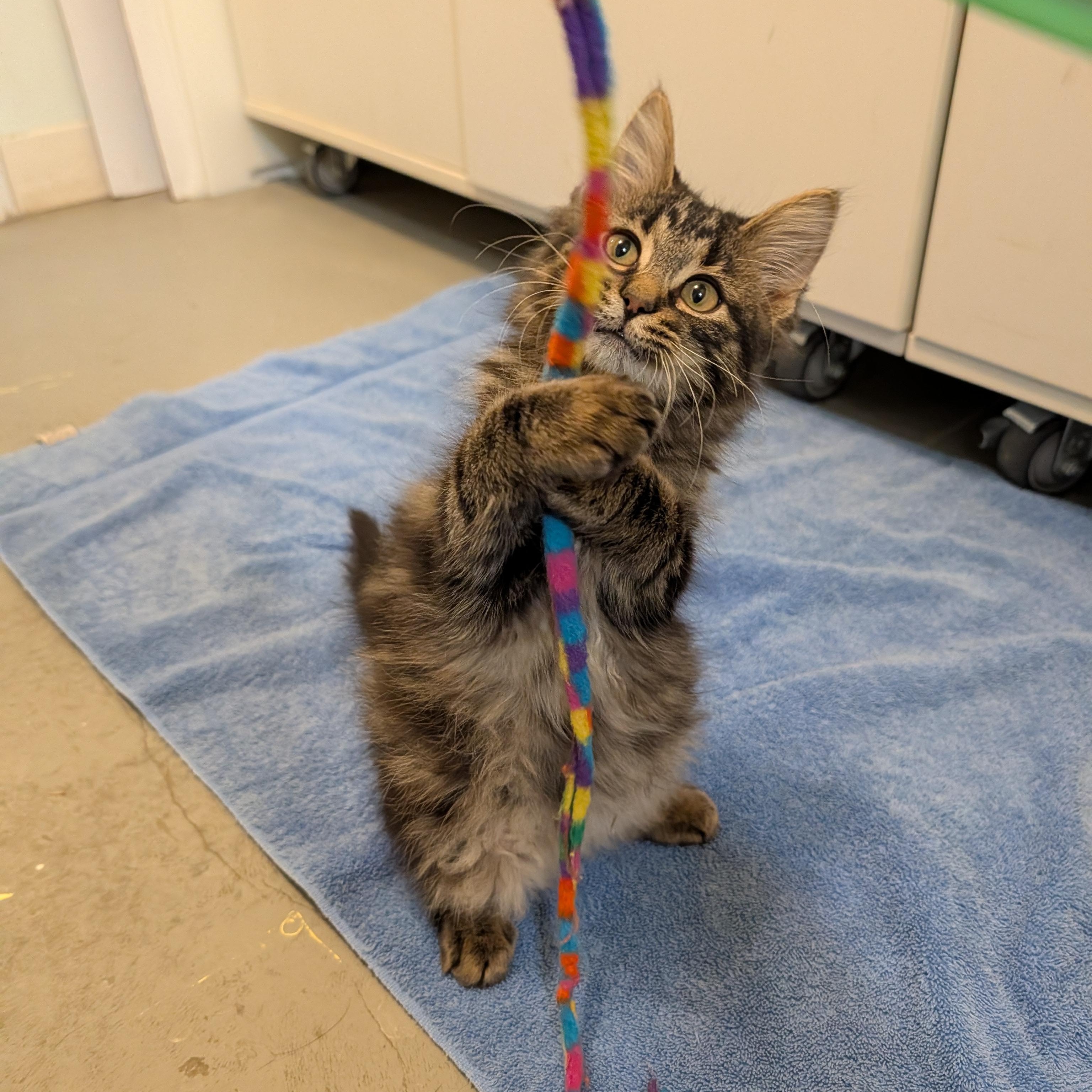 Evan, adopted, Kitten Male Domestic Long Hair.