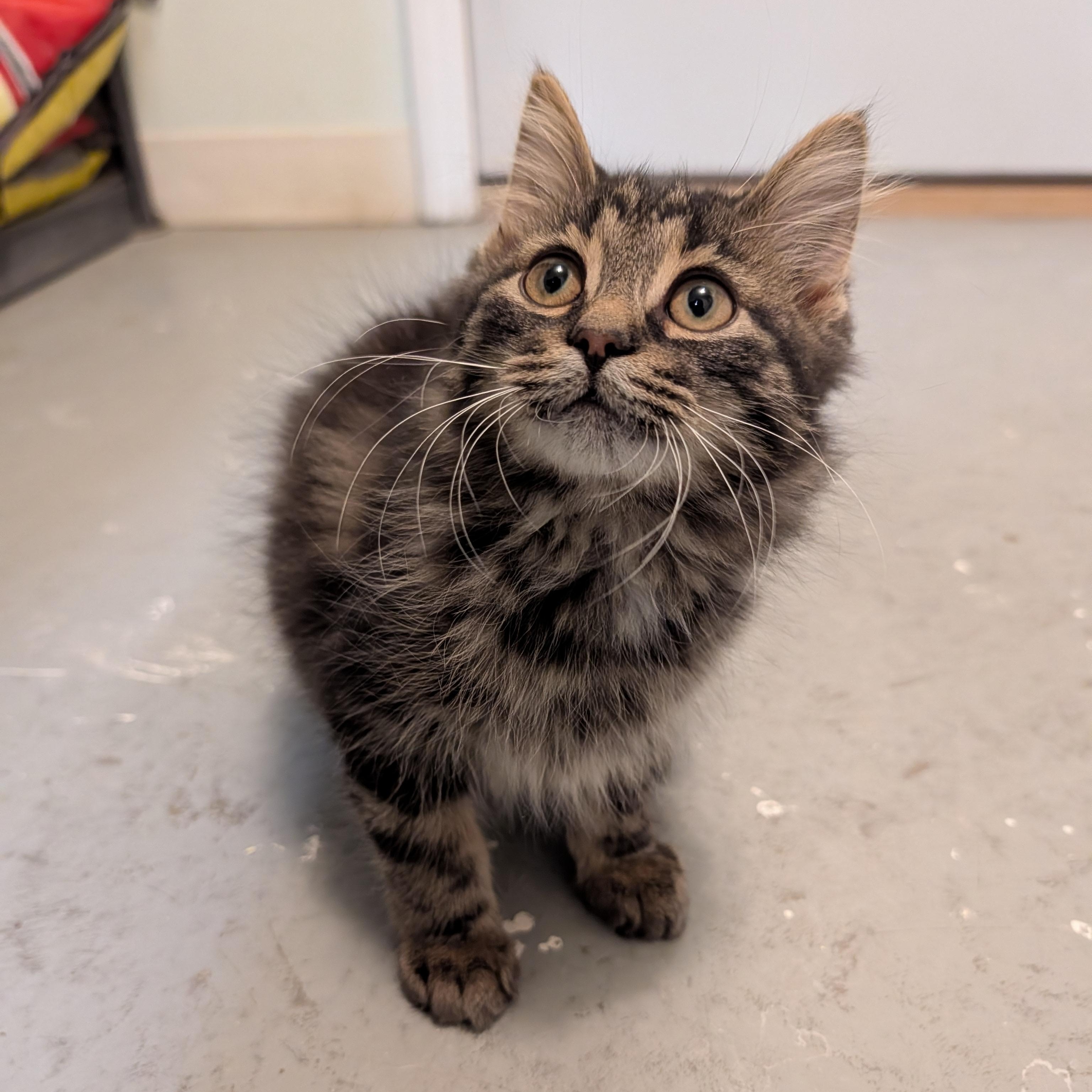 Enlarge Evan, an adopted Domestic Long Hair in Manistique, MI image 2/3