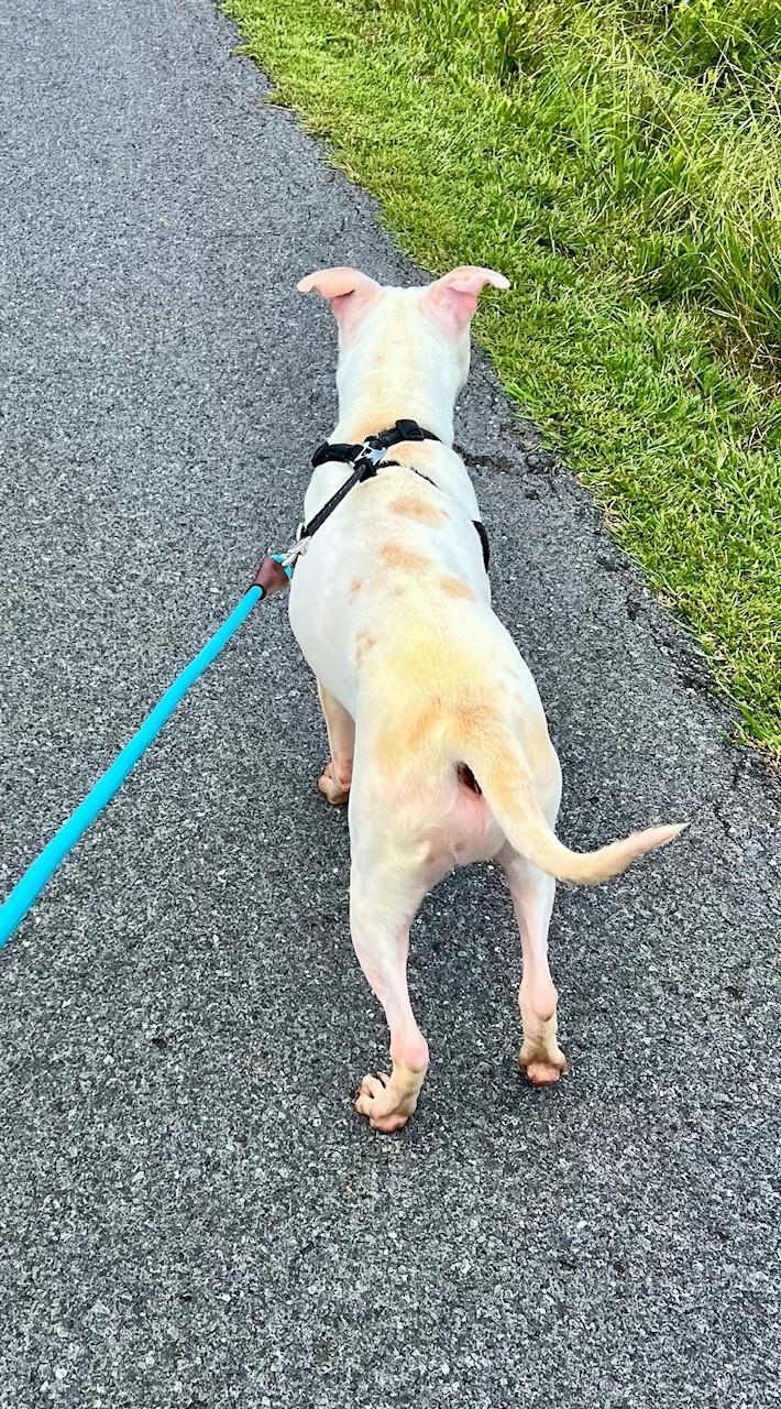 Enlarge Bolt, a Adoptable Pit Bull Terrier in Edinburg, VA image 5/6