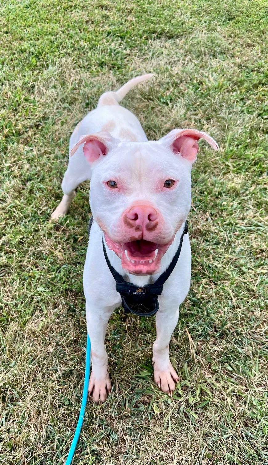 Enlarge Bolt, a Adoptable Pit Bull Terrier in Edinburg, VA image 3/6
