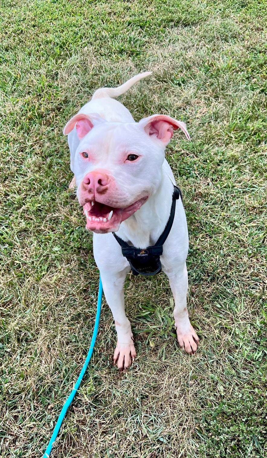 Enlarge Bolt, a Adoptable Pit Bull Terrier in Edinburg, VA image 6/6