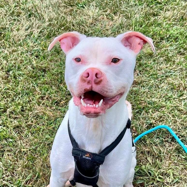 Enlarge Bolt, a Adoptable Pit Bull Terrier in Edinburg, VA image 2/6