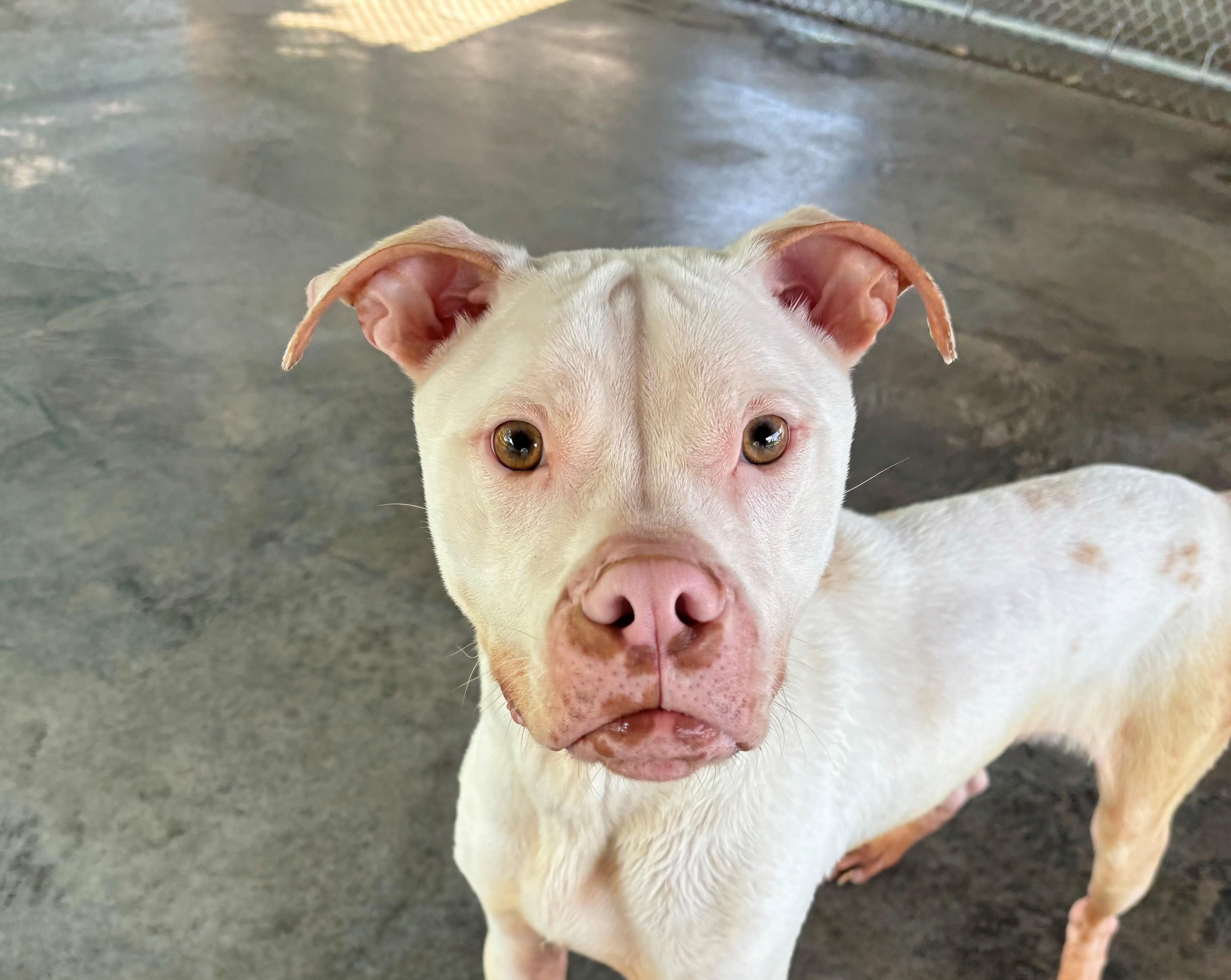 Enlarge Bolt, a Adoptable Pit Bull Terrier in Edinburg, VA image 4/6