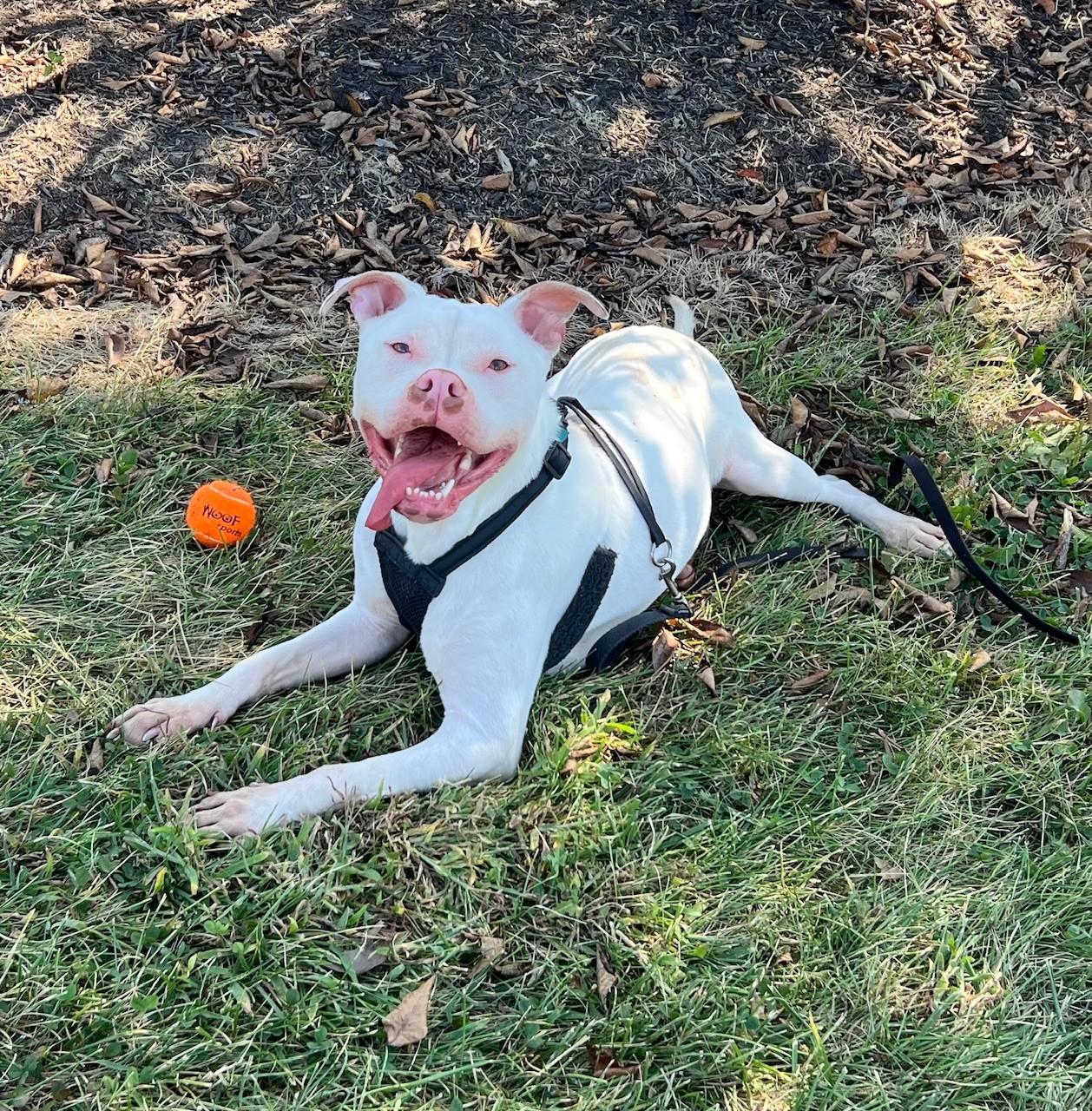 Bolt, Adoptable, Adult Male Pit Bull Terrier.