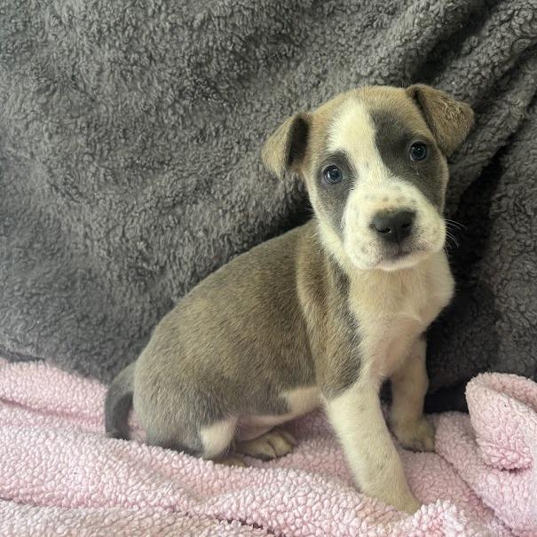 Red Flag, Adoptable, Puppy Male Labrador Retriever & Mixed Breed.