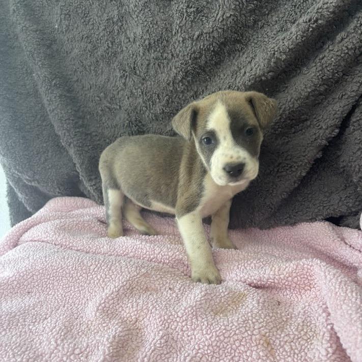 Red Flag, a Adoptable mixed breed in North Charleston, SC image 2/5