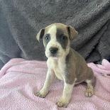 Red Flag, a Adoptable mixed breed in North Charleston, SC image 3/5