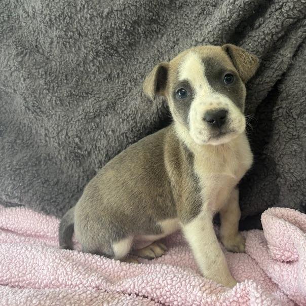 Red Flag, a Adoptable mixed breed in North Charleston, SC image 4/5