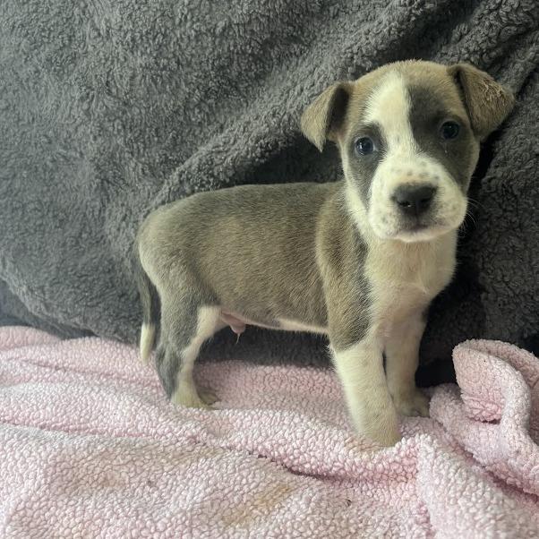 Red Flag, a Adoptable mixed breed in North Charleston, SC image 5/5
