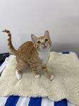 Enlarge Maple, a Adopted Domestic Short Hair in Black River Falls, WI image 1/1