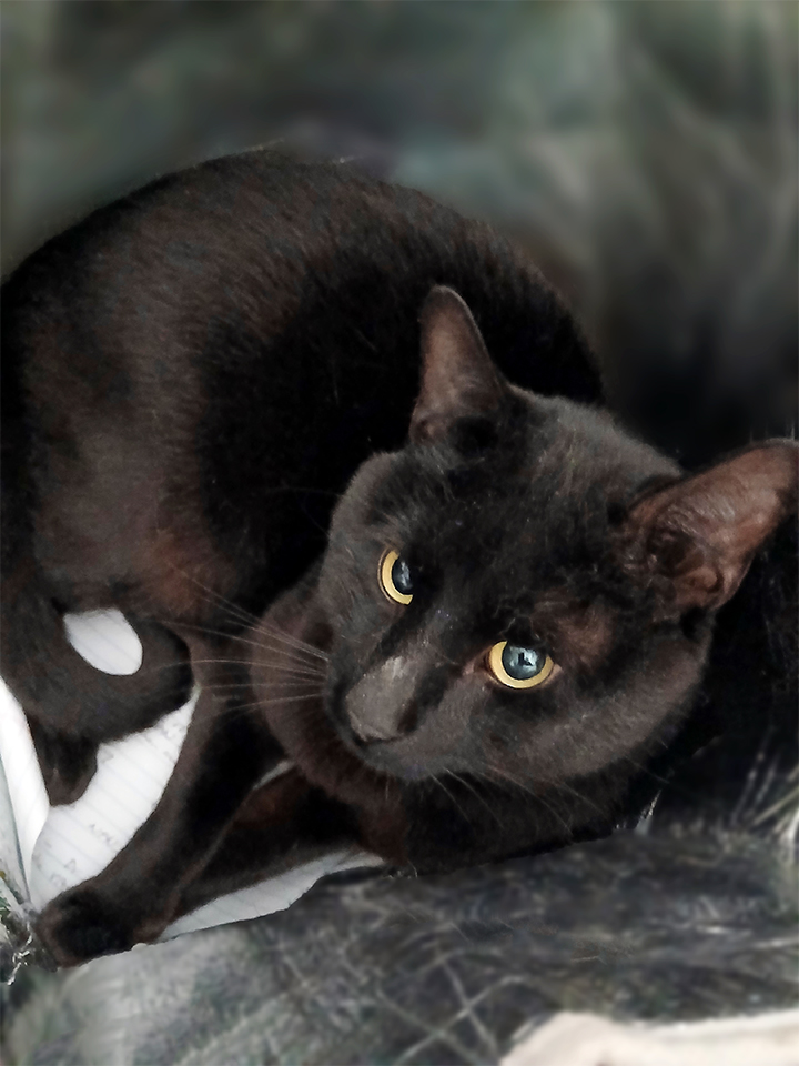 Sundance, a Adoptable Domestic Short Hair in Smithfield, VA image 6/6