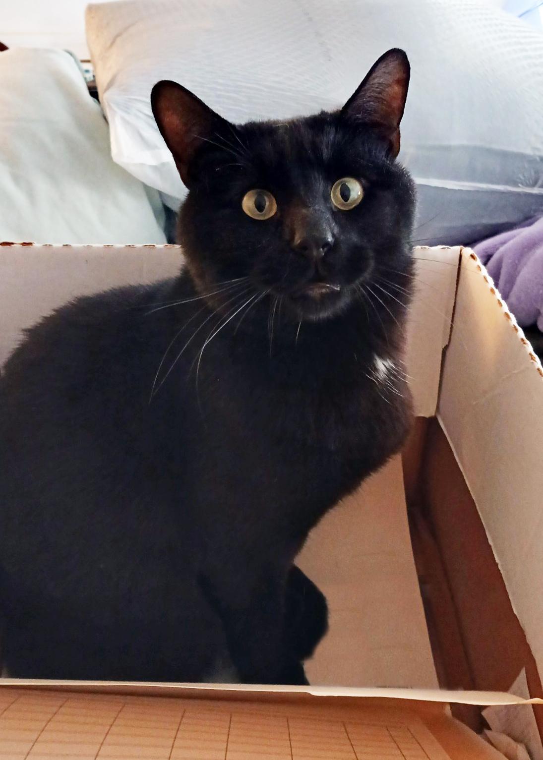 Sundance, a Adoptable Domestic Short Hair in Smithfield, VA image 2/6