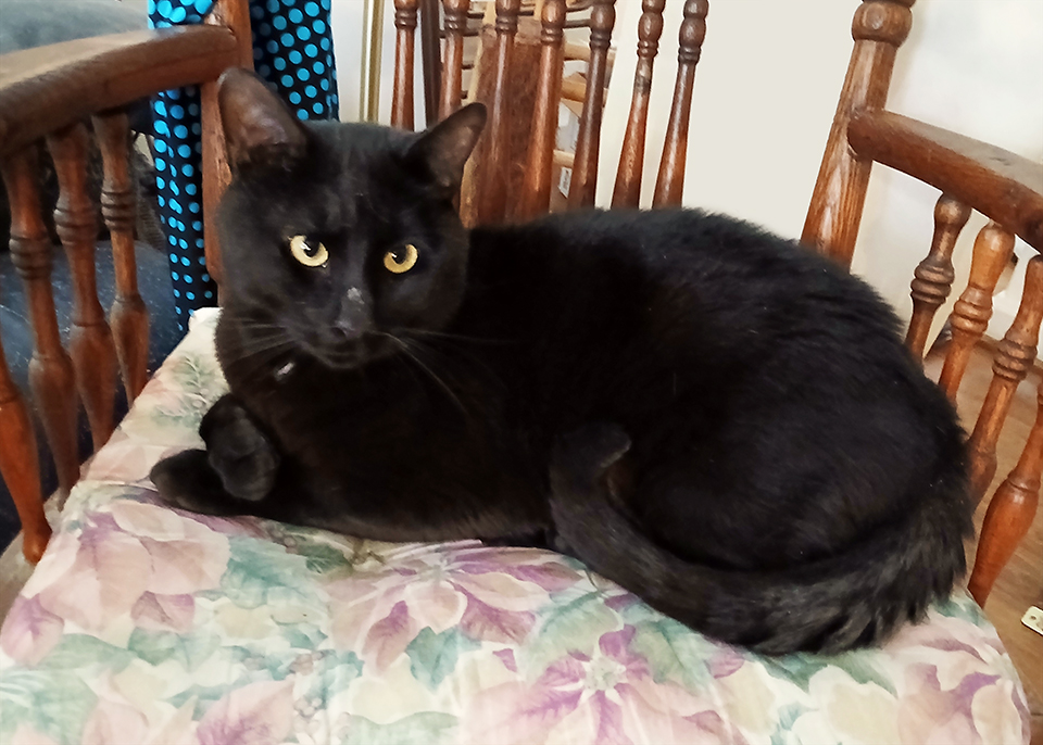 Sundance, a Adoptable Domestic Short Hair in Smithfield, VA image 3/6