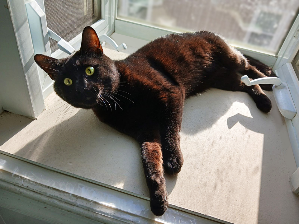 Sundance, a Adoptable Domestic Short Hair in Smithfield, VA image 4/6