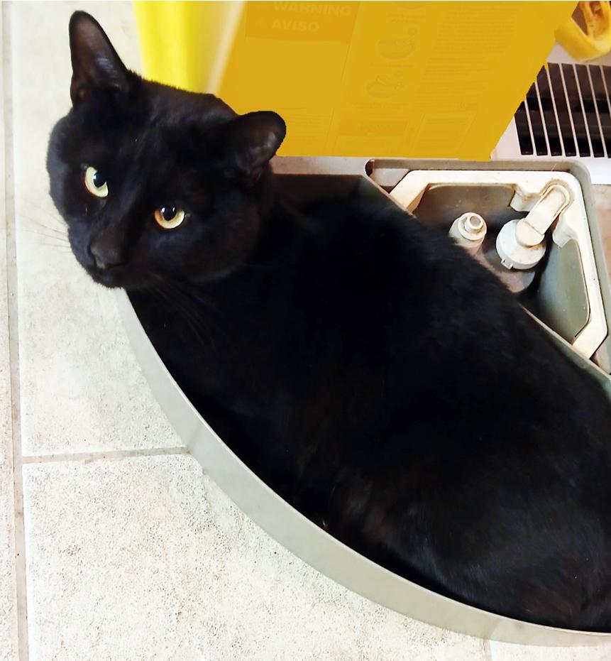 Sundance, a Adoptable Domestic Short Hair in Smithfield, VA image 5/6