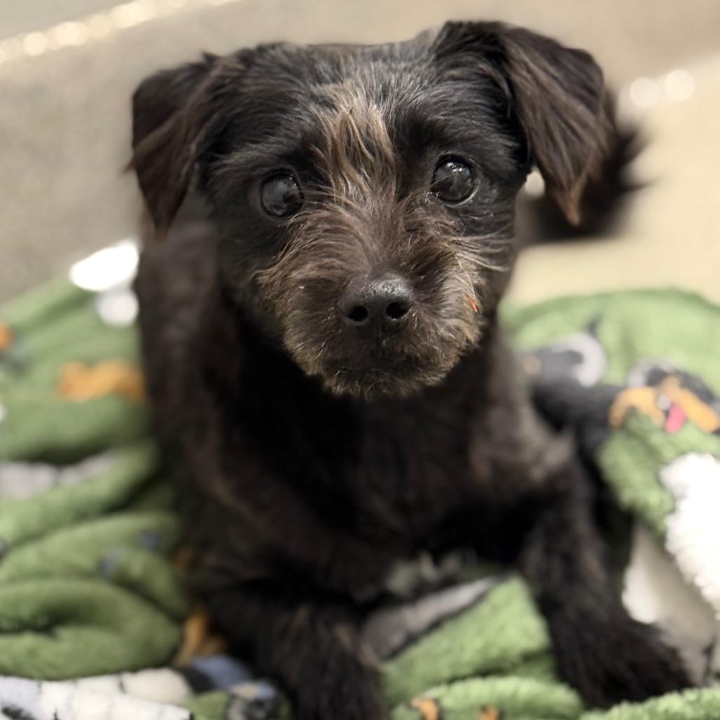 Sugar Plum thumbnail 2