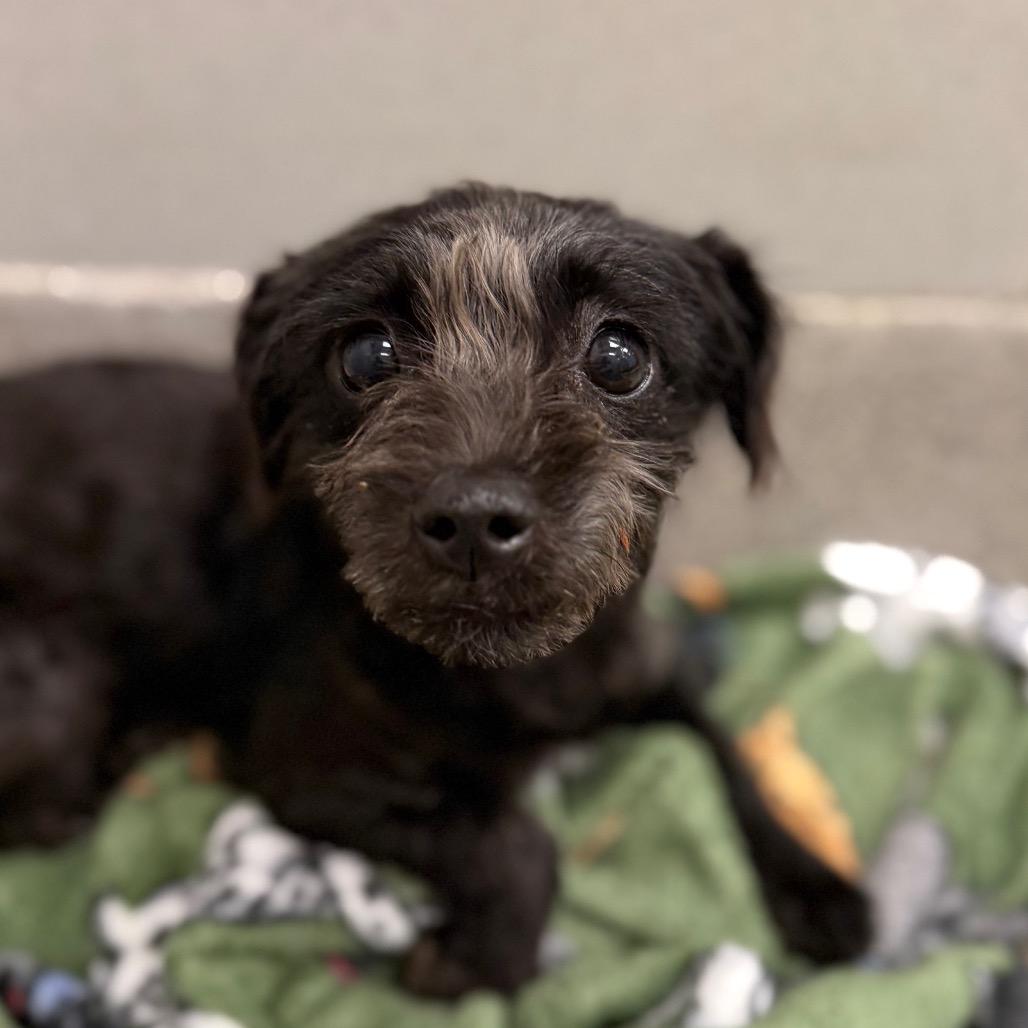 Sugar Plum thumbnail 3