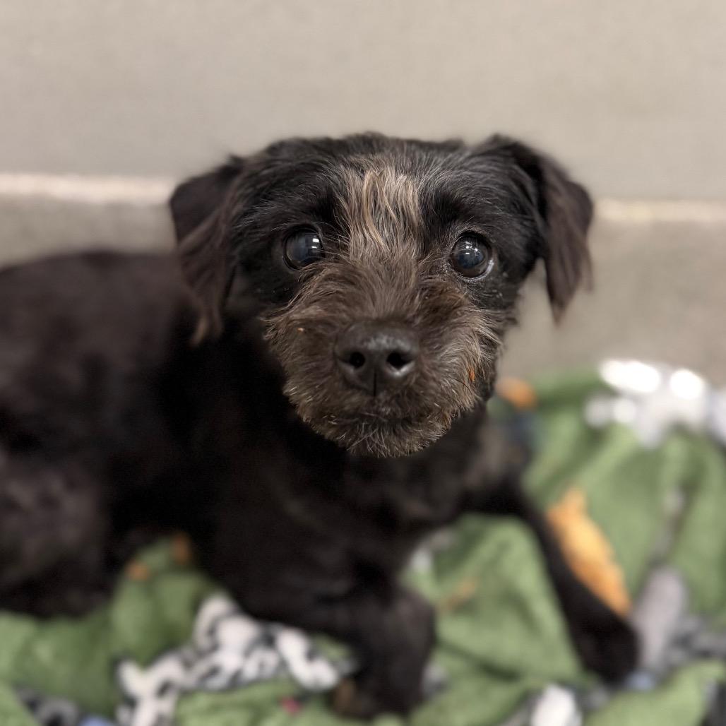 Sugar Plum thumbnail 4