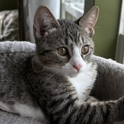 Enlarge Pippa, a Adoptable Domestic Short Hair in Baltimore, MD image 3/5