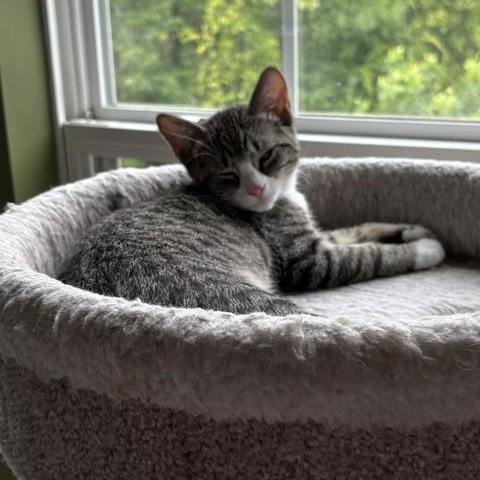 Enlarge Pippa, a Adoptable Domestic Short Hair in Baltimore, MD image 5/5