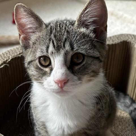 Pippa, Adoptable, Kitten Female Domestic Short Hair.