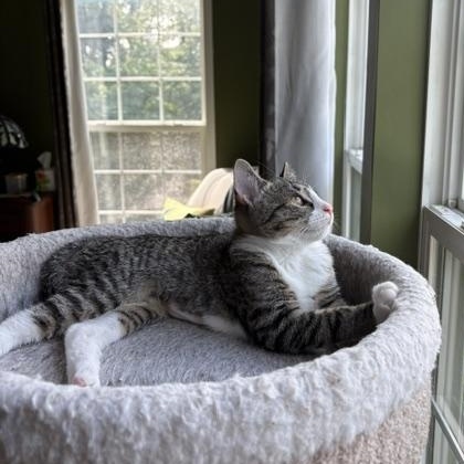 Enlarge Pippa, a Adoptable Domestic Short Hair in Baltimore, MD image 2/5