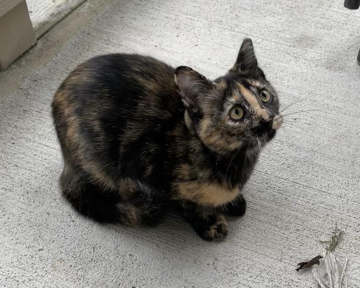 Kikki, an adopted mixed breed in Plain City, OH image 2/6