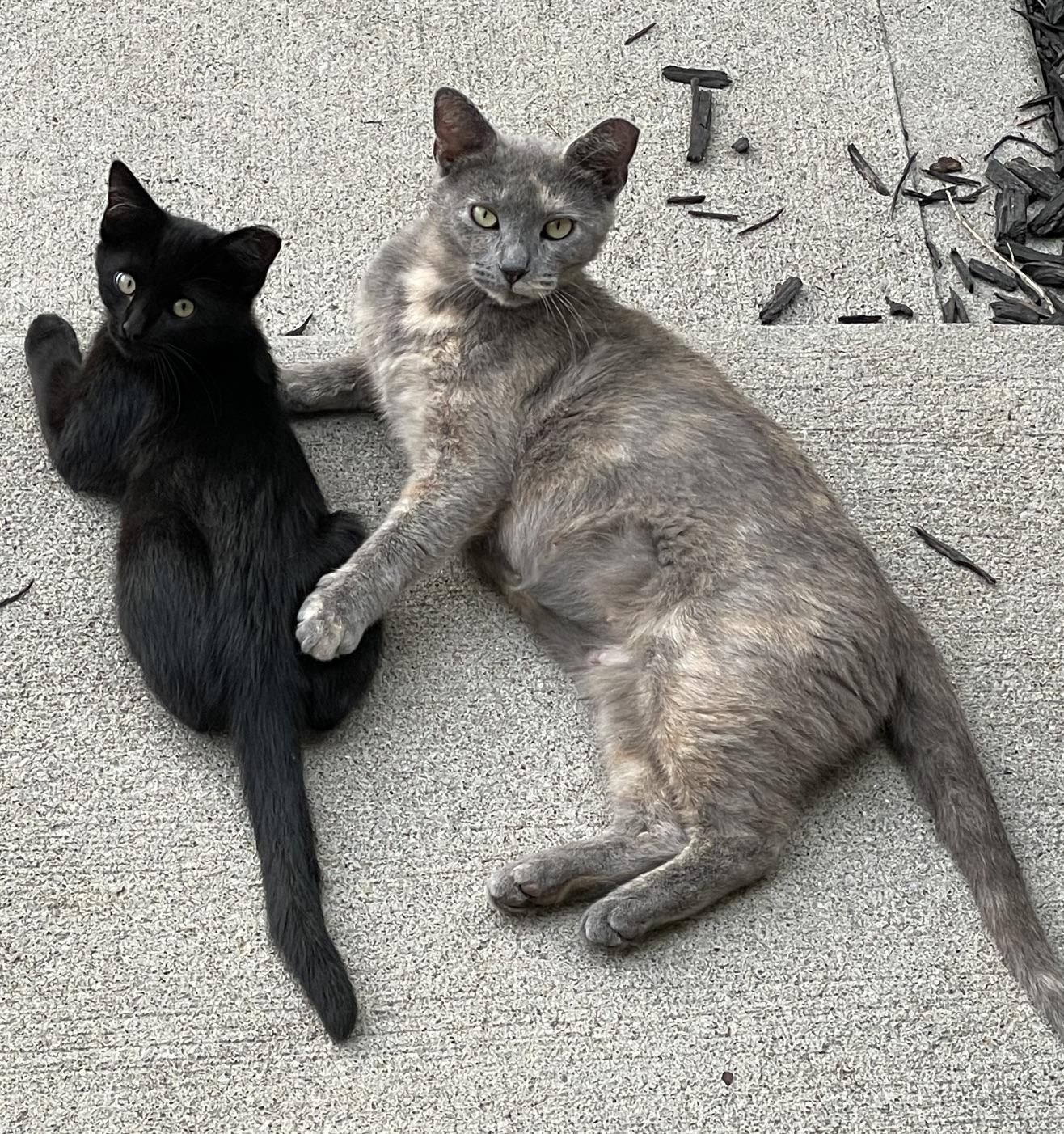 Kikki, an adopted mixed breed in Plain City, OH image 4/6