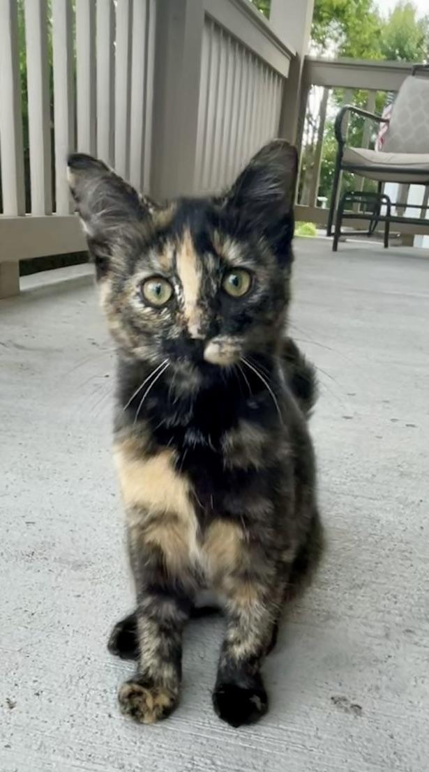 Kikki, an adopted mixed breed in Plain City, OH image 1/6