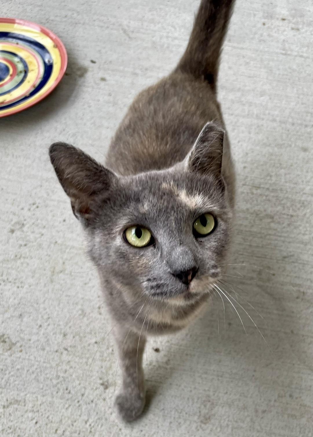 Kikki, an adopted mixed breed in Plain City, OH image 3/6