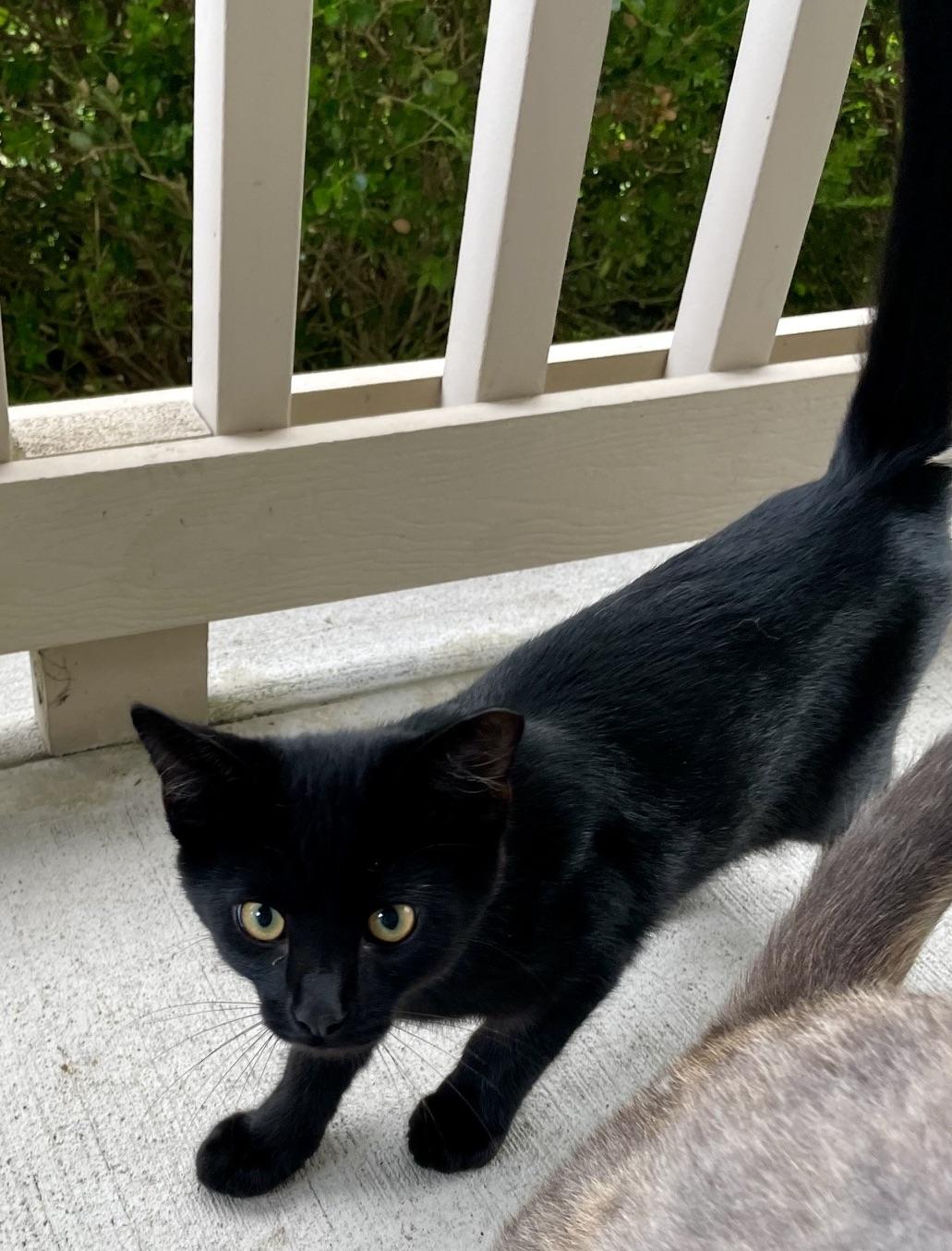 Kikki, an adopted mixed breed in Plain City, OH image 6/6