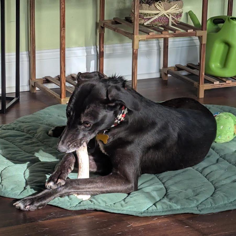 Cooper, Adoptable, Young Female Mixed Breed.