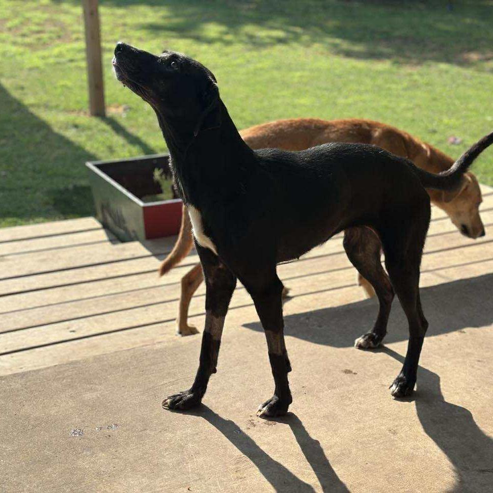 Cooper, Adoptable, Young Female Mixed Breed.