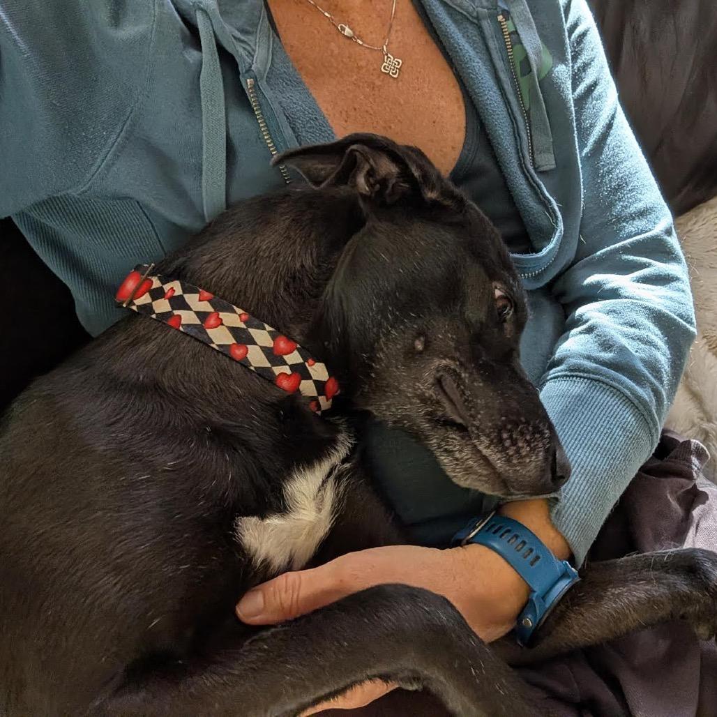 Enlarge Cooper, a Adoptable Mixed Breed in Madison, WI image 2/6